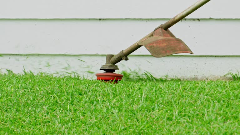 How Our Tree Care Process Works  in  Longmont, CO