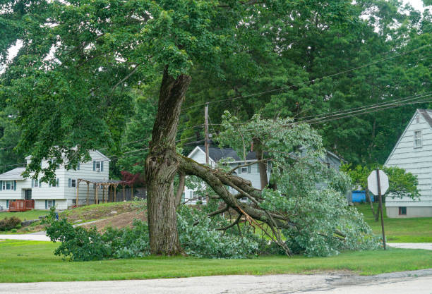 Professional Tree Care Services in Longmont, CO